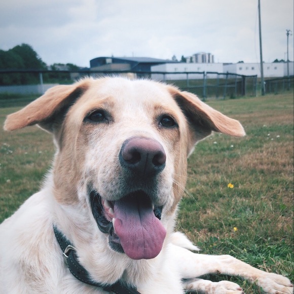 Meet your Posher, Joe - Picture 1 of 1